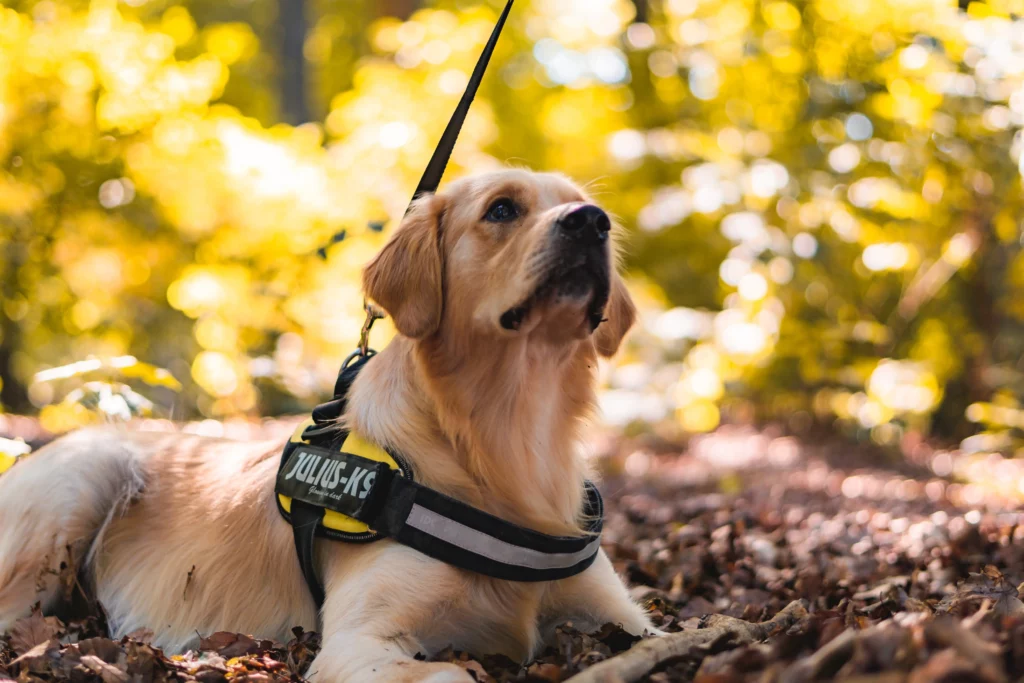 How much does it cost to train a service dog?