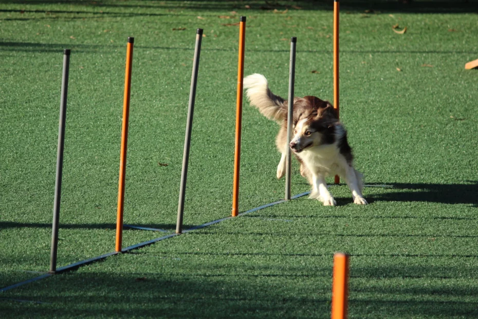 what is dog reactivity training?