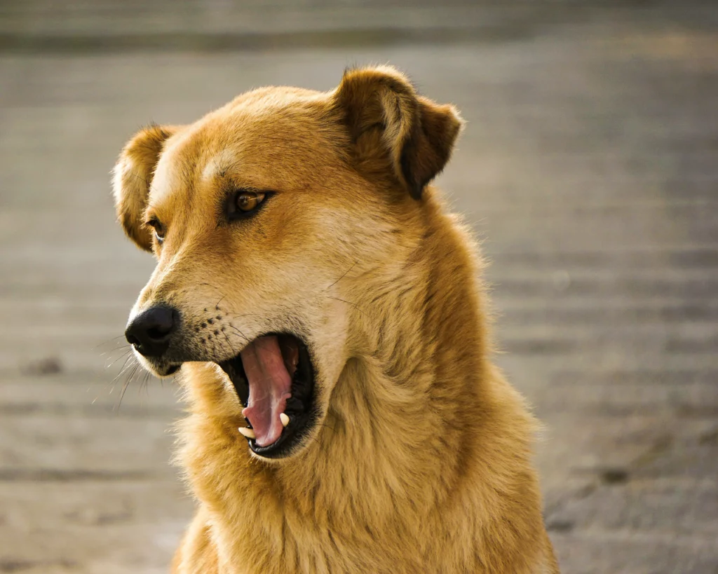 Do dogs get tired of barking?