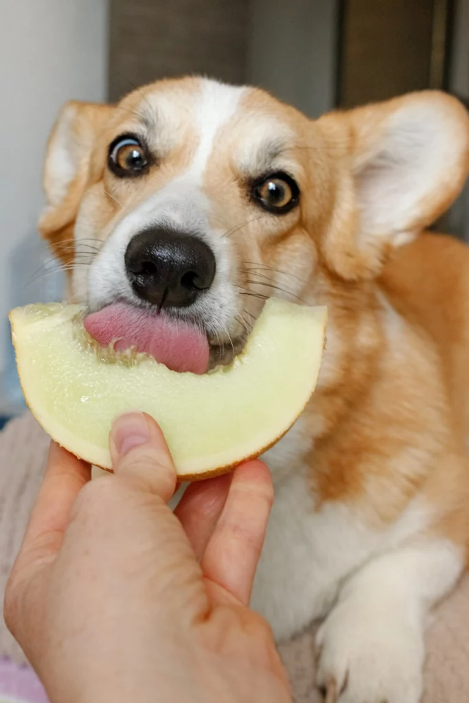 Food Aggression in dogs