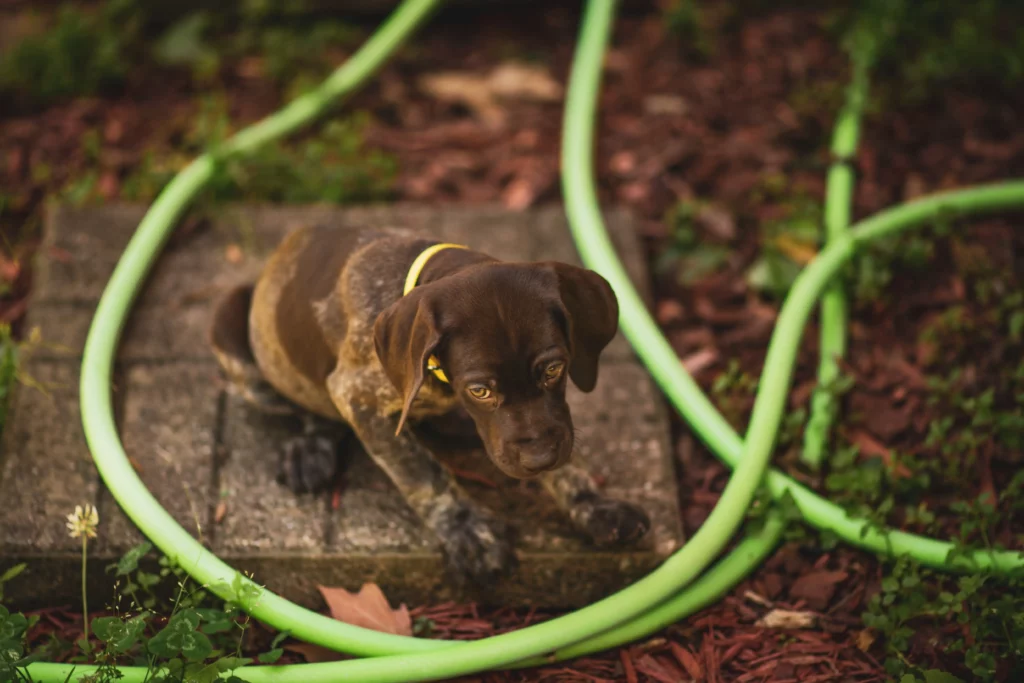 When is dog diarrhea an emergency?