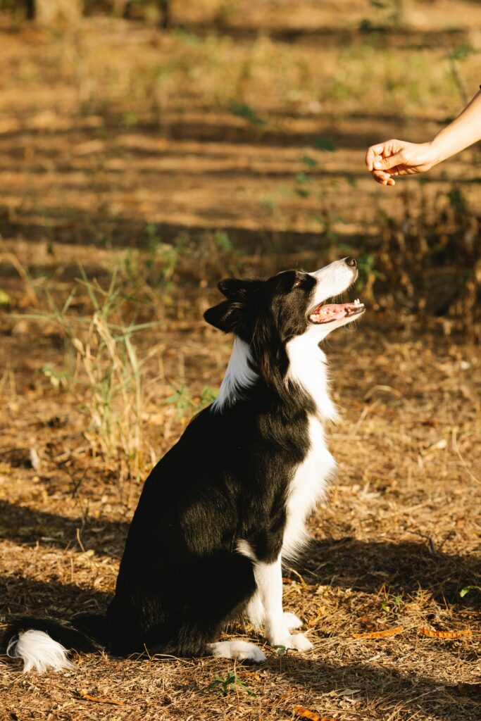 Can Dogs Eat Cat Treats?