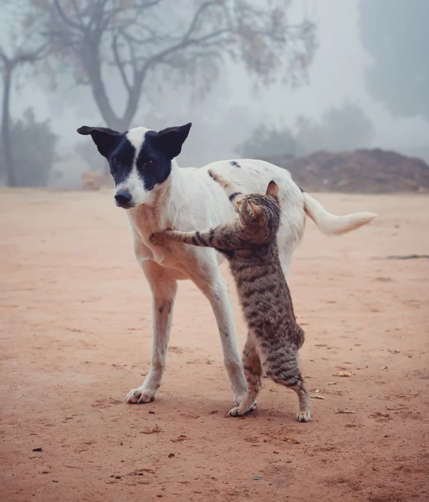 Can Dogs Eat Cat Treats?