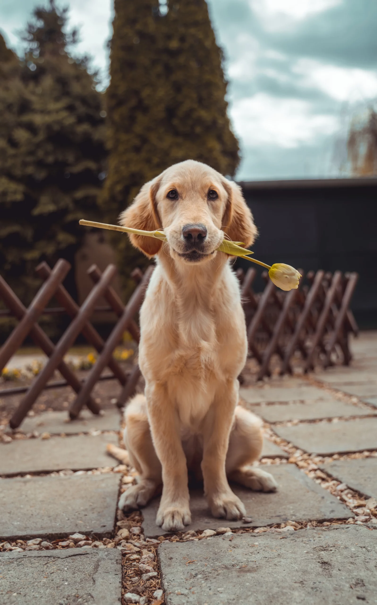 Is Sorbitol safe for dogs?